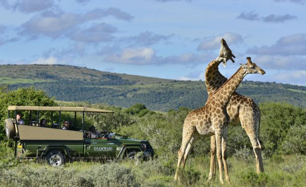 South African Epic of Golf, Wine & Wildlife