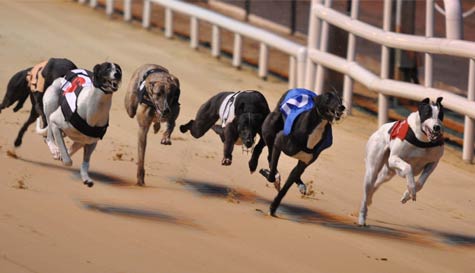 Greyhound Racing with Chips & Drink