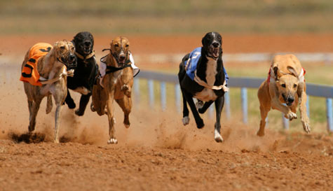 Greyhound Racing with Chips & Drink