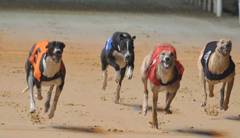 Greyhound Racing with Chips & Drink