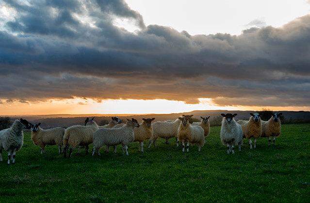 Country Retreat accommodation