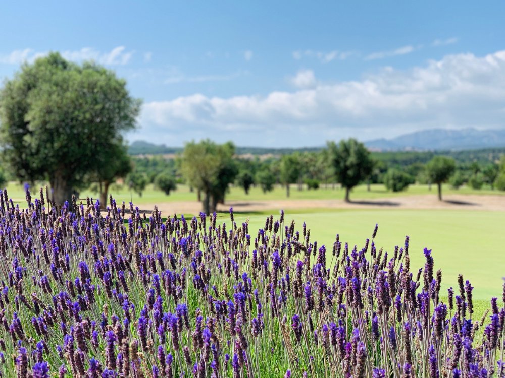 T Golf Calvia