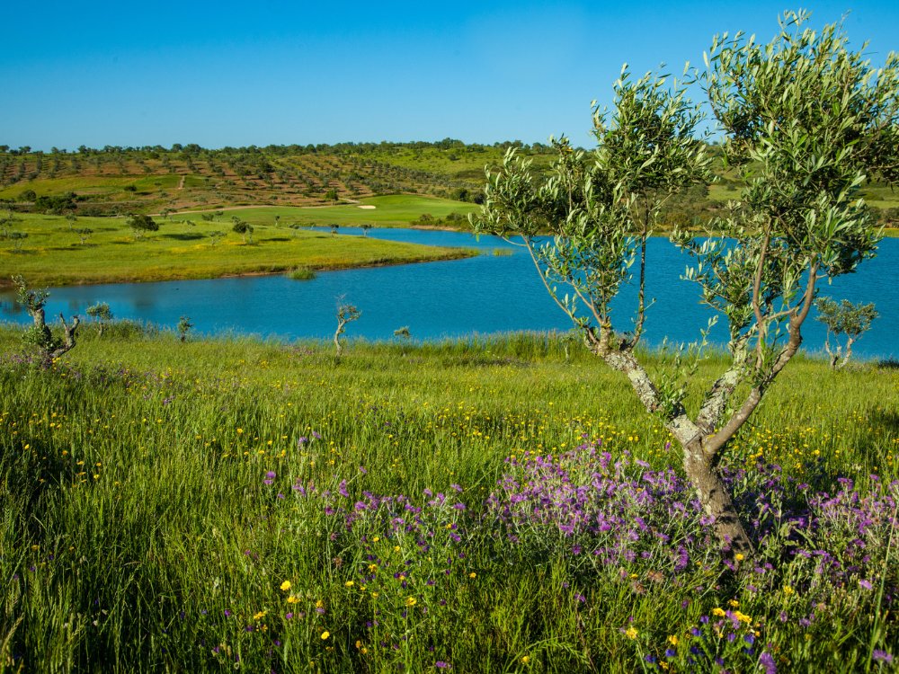 NAU Álamos Golf Course