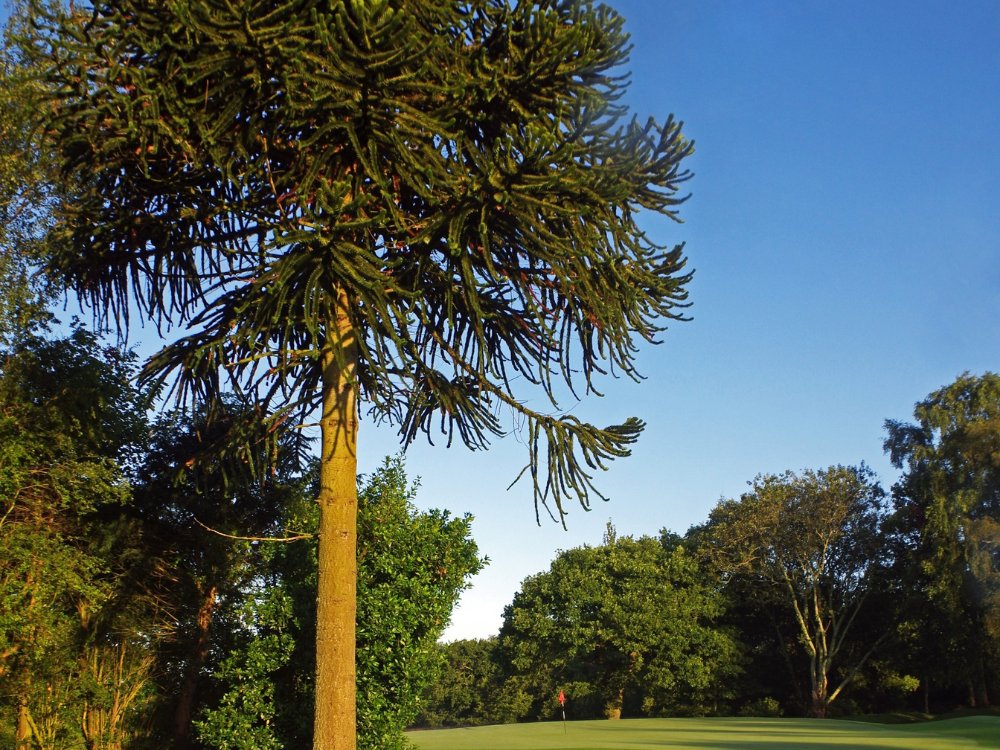 Radyr Golf Club