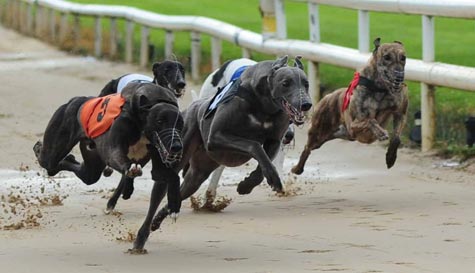 Greyhound Racing with 2 Course Meal
