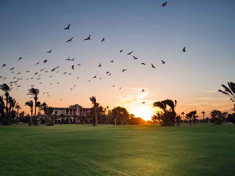 Palmeraie Golf Club