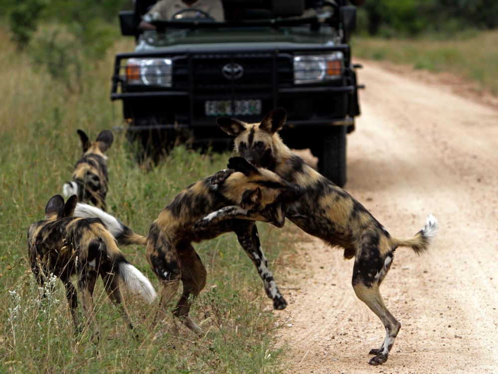 Jock Safari Lodge